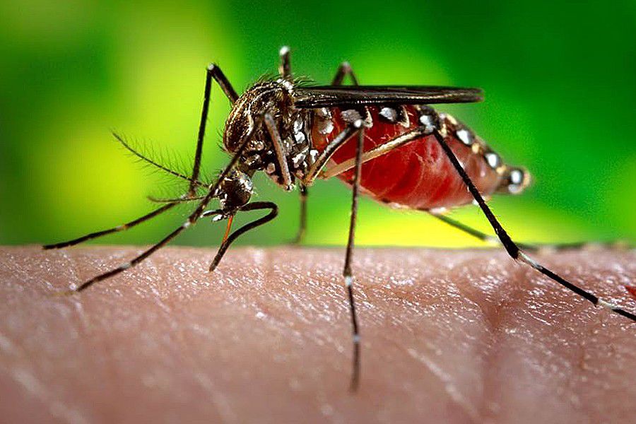 Mosquito alert